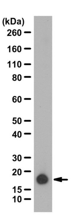 MilliporeSigma Cofilin-1, Rabbit, Unlabeled, Polyclonal, 100&mu;L; Unlabeled:Antibodies,
